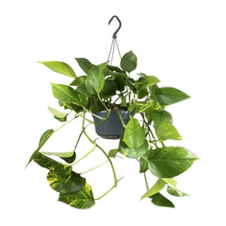 Gele drakenklimop Epipremnum aureum Juul in een handige hangpot 30cm hoog
