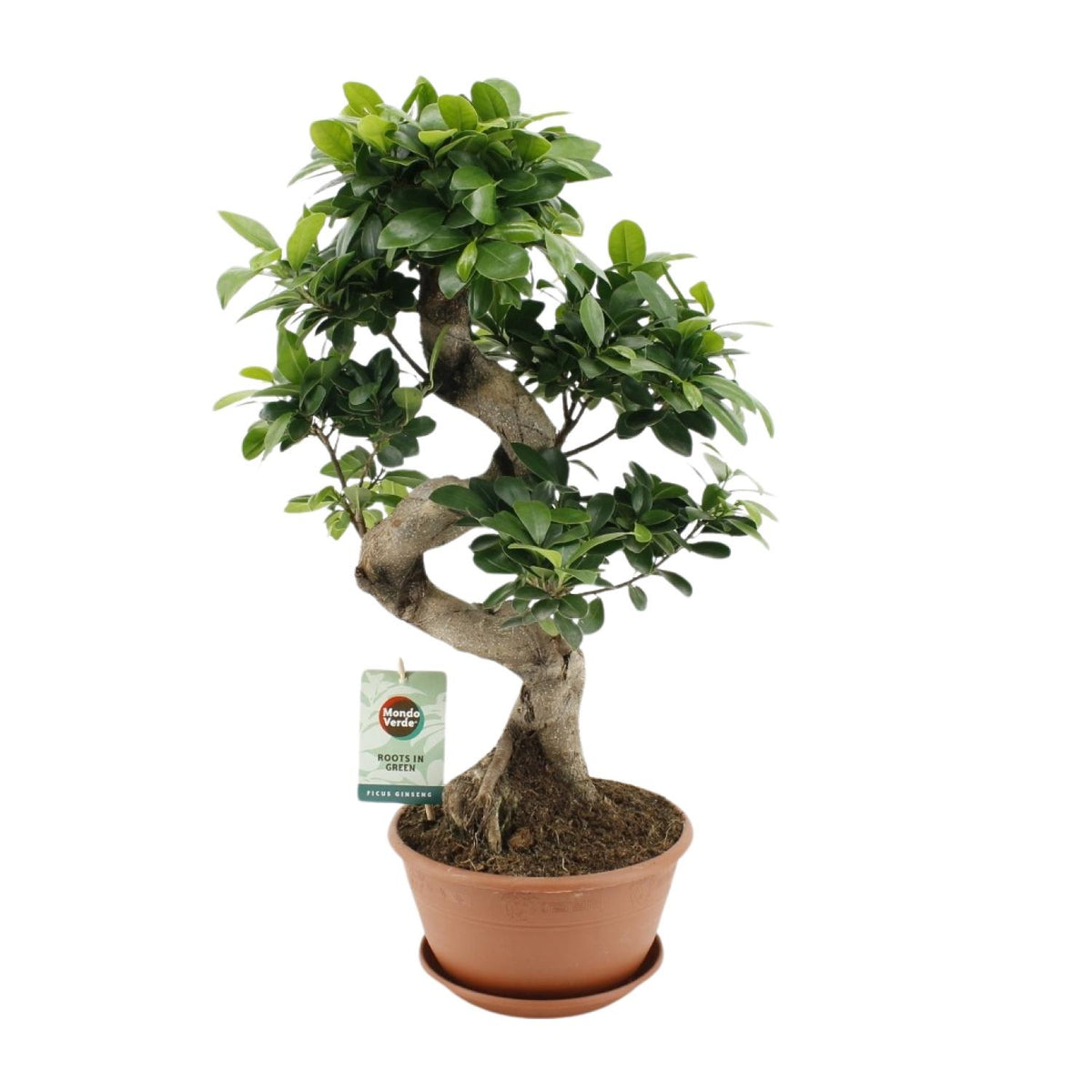 Mooie Bonsai boom Ficus ginseng Yin 60cm hoog makkelijke kamerplant