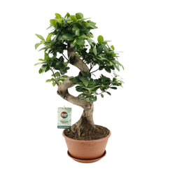 Mooie Bonsai boom Ficus ginseng Yin 60cm hoog makkelijke kamerplant
