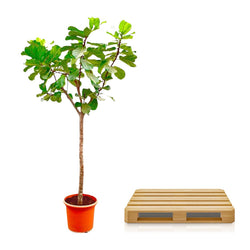 Grote Ficus lyrata Philippe 270cm wordt veilig op pallet vervoerd