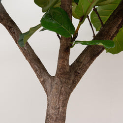 Detailopname van de vertakte stam van de Ficus lyrata Philippe 270cm