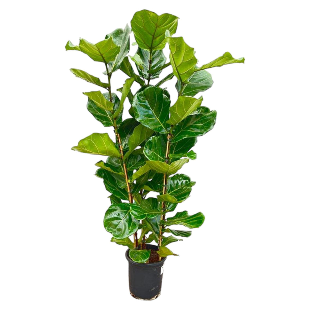 Volle kamerplant Ficus lyrata Vioolbladplant Philippe 160cm met 3 stammen
