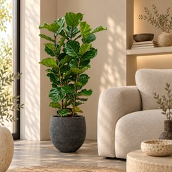 Sfeerfoto van Ficus Lyrata Philippe in zwarte pot in lichte woonkamer 