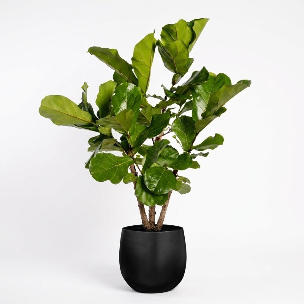 Ficus lyrata afbeelding van vertakking en in een zwarte pot met witte achtergrond 