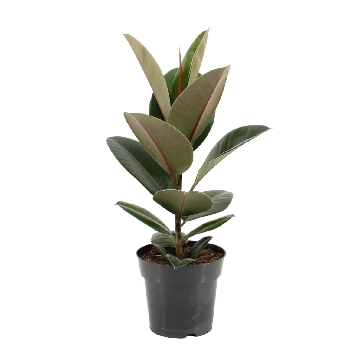 Sterke Ficus elastica Robusta Truus als donkergroene rubberboom en makkelijke kamerplant op een strakke witte achtergrond.