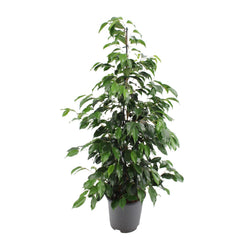 Kamerplant Ficus benjamina Danielle Treurvijg Joyce witte achtergrond