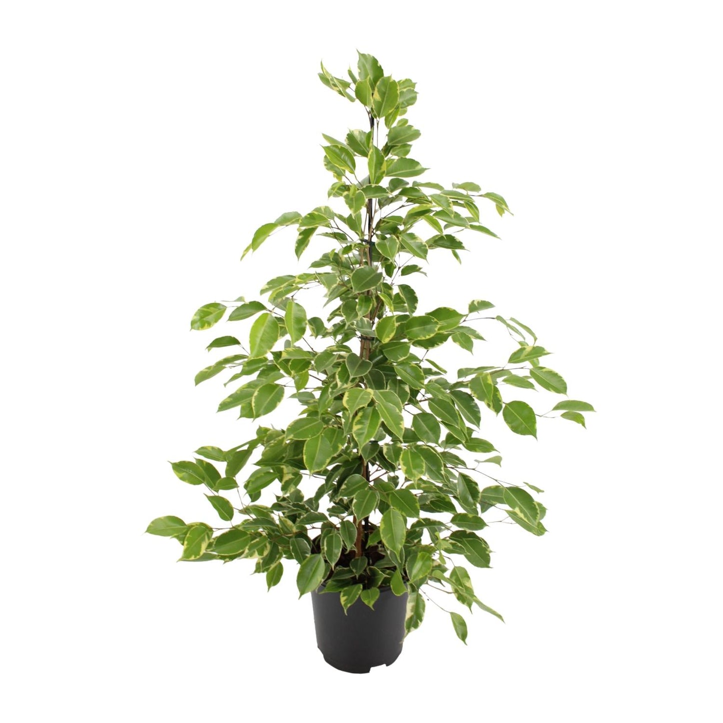 Kamerplant Ficus benjamina Gold King Treurvijg Yaro witte achtergrond