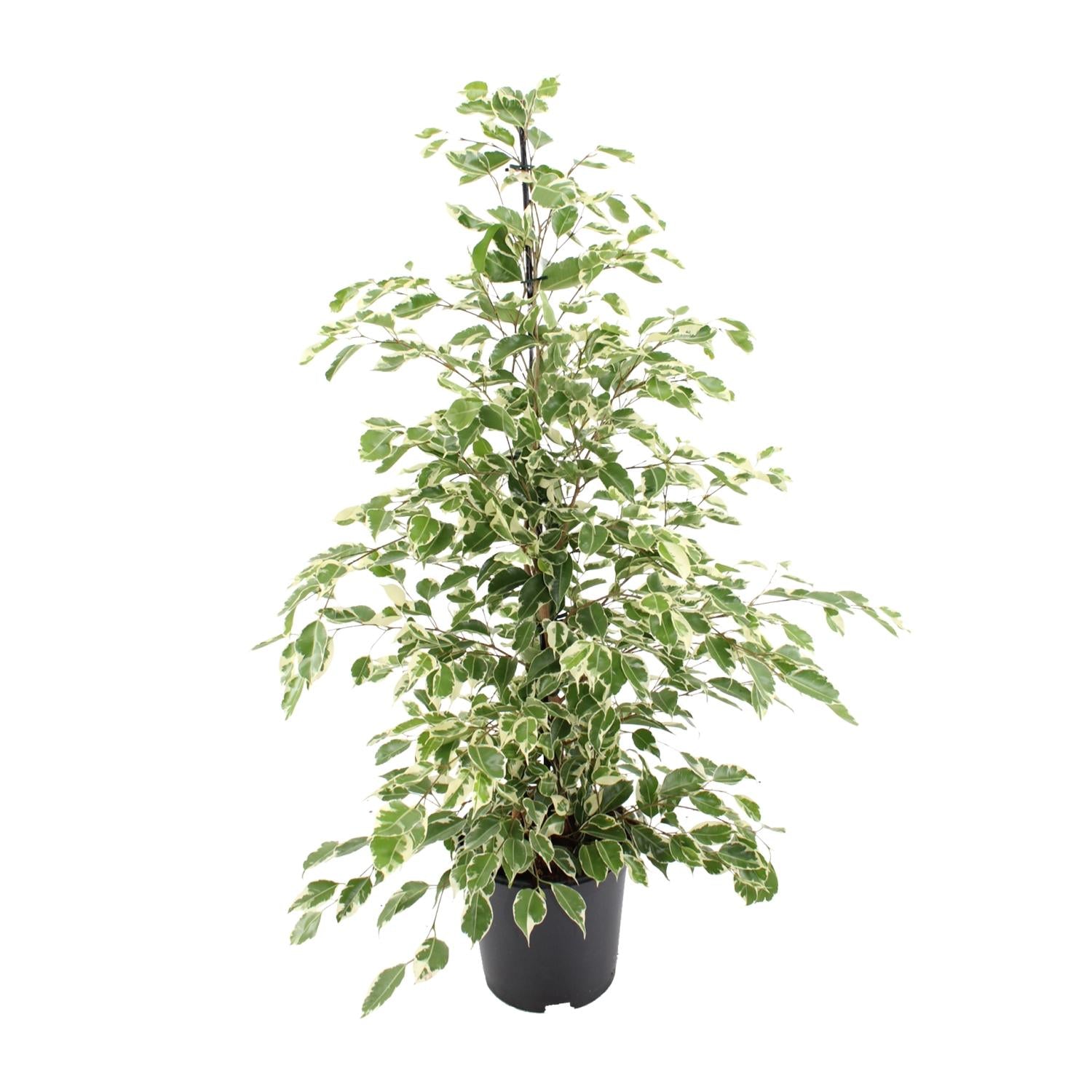 Luchtzuiverende kamerplant Ficus benjamina 'Twilight' genaamd 'Holly' op witte achtergrond.