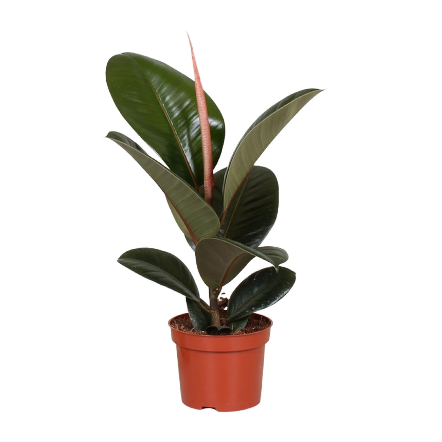 Luchtzuiverende rubberplant Ficus elastica Robusta Paulo op witte achtergrond