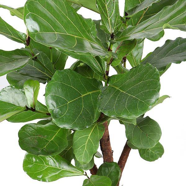 Ficus lyrata ingezoomde foto van bladeren en vertakking op witte achtergrond 