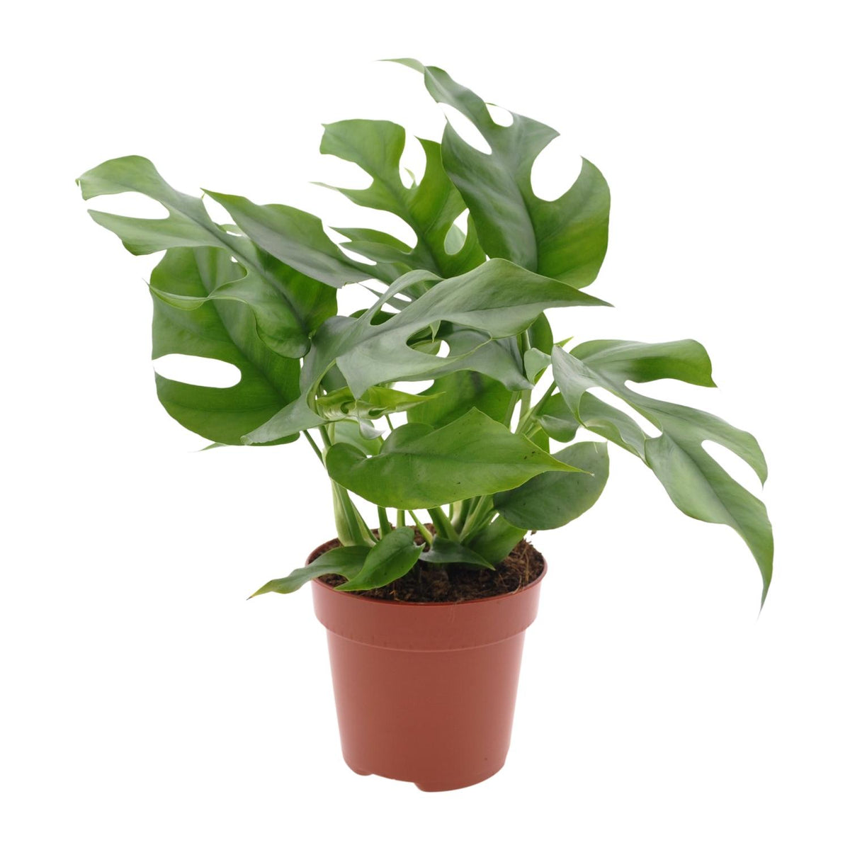 Monstera Minima Becky als kleine gatenplant en gemakkelijke kamerplant op een strakke witte achtergrond.