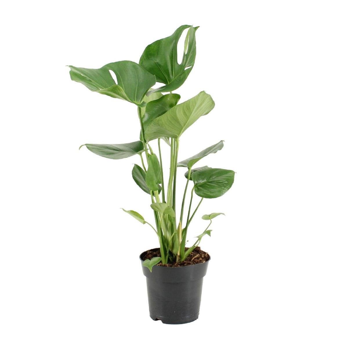 Gatenplant Maria als luchtzuiverende Monstera deliciosa en makkelijke kamerplant op een strakke witte achtergrond.