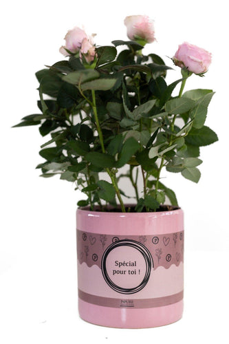 Roze rozen in pot