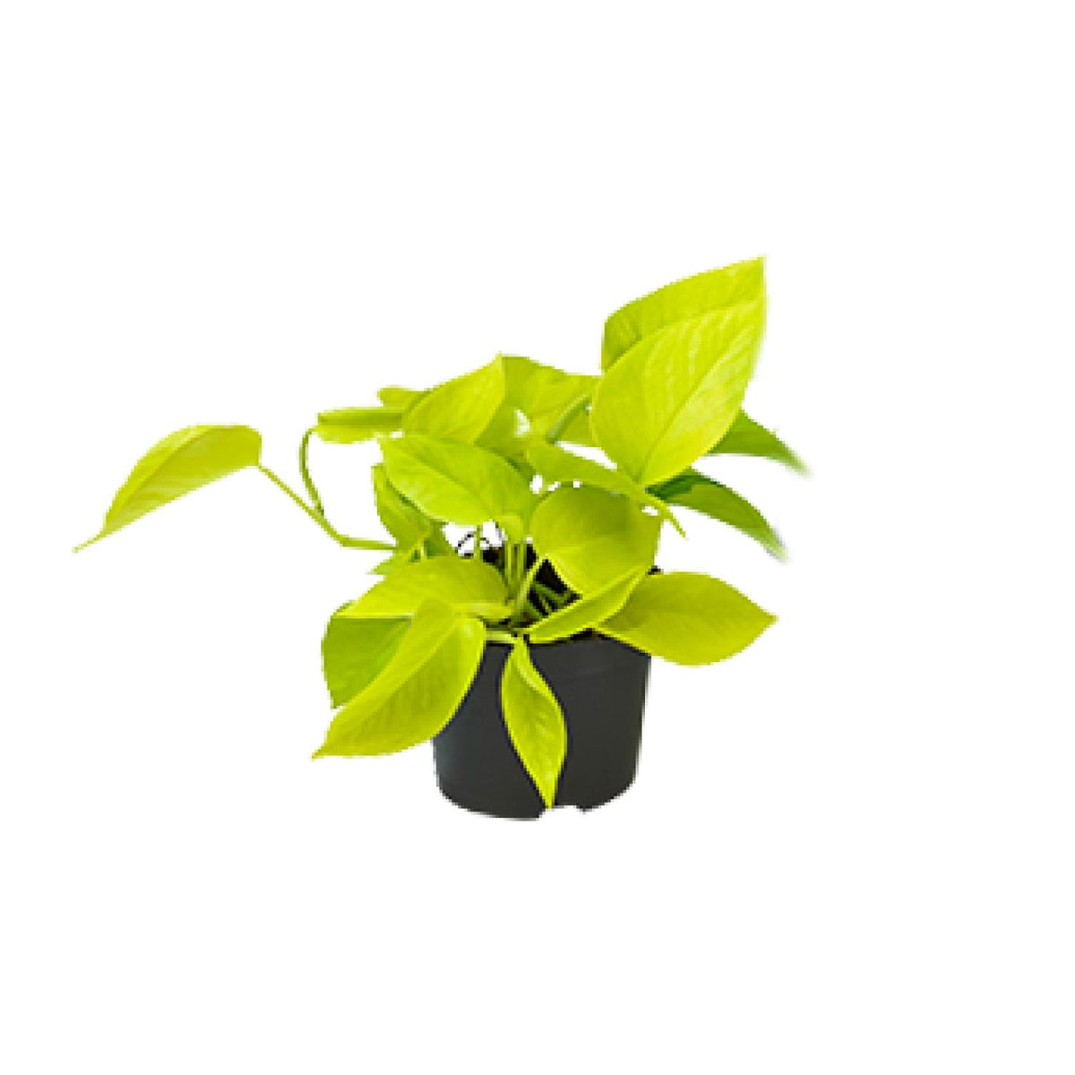 Compacte Epipremnum Golden Pothos Jenny als luchtzuiverende drakenklimop en hangplant op een strakke witte achtergrond.