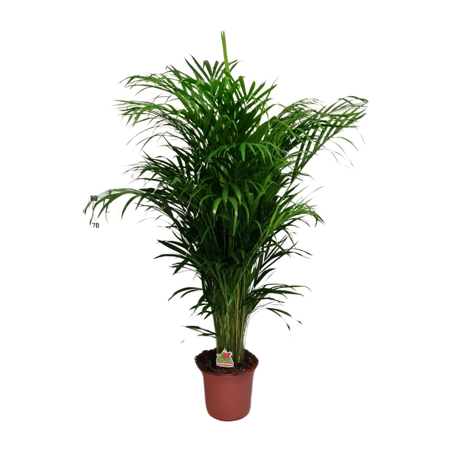 Goudpalm Julian als grote luchtzuiverende kamerpalm en diervriendelijke plant op een witte achtergrond.