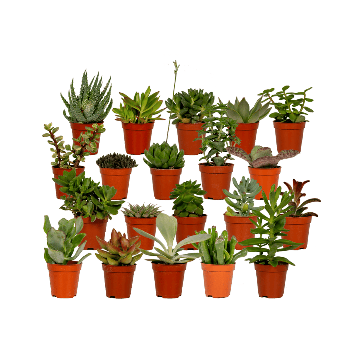 Complete set van 20 verschillende kleine vetplantjes mix voor binnen