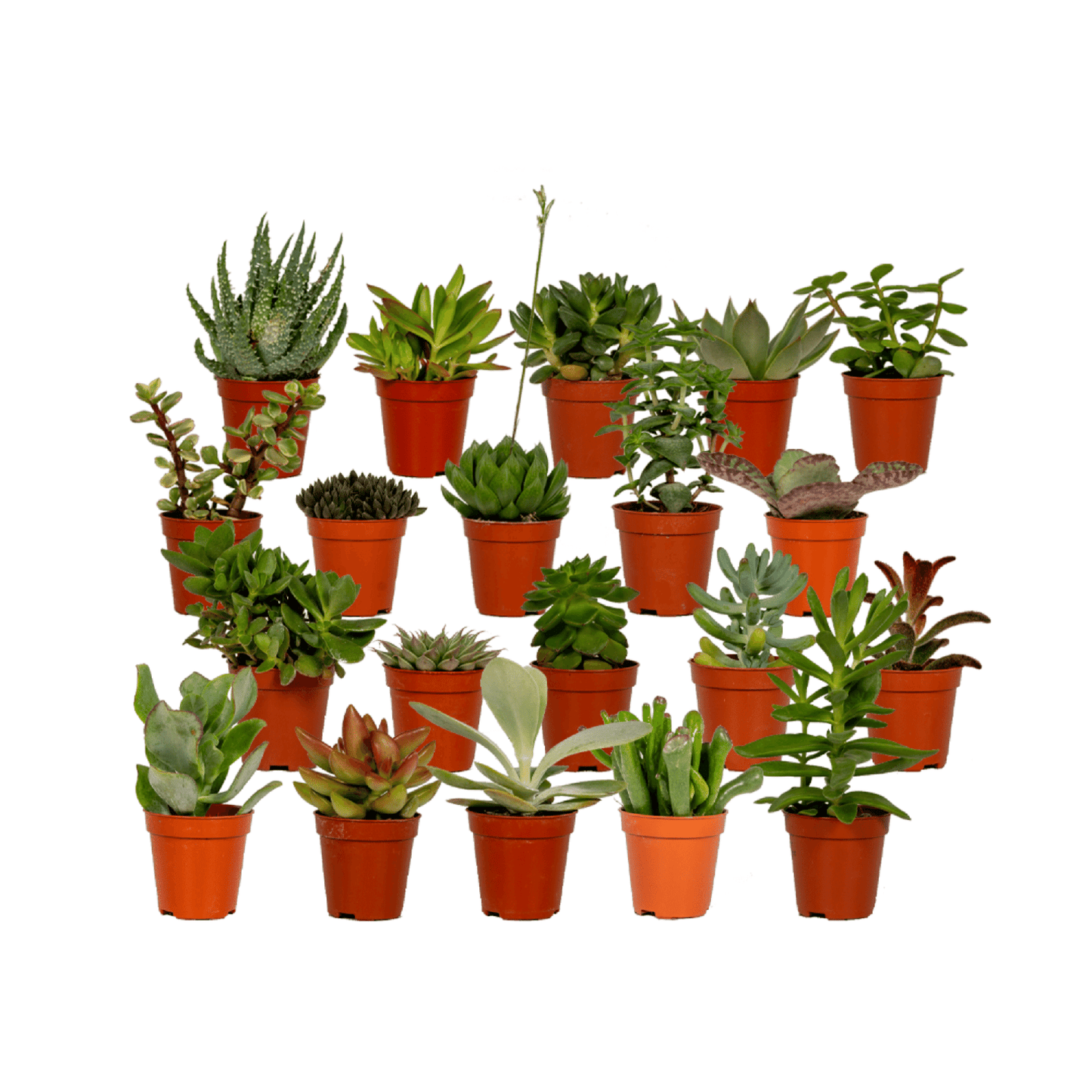 Complete set van 20 verschillende kleine vetplantjes mix voor binnen