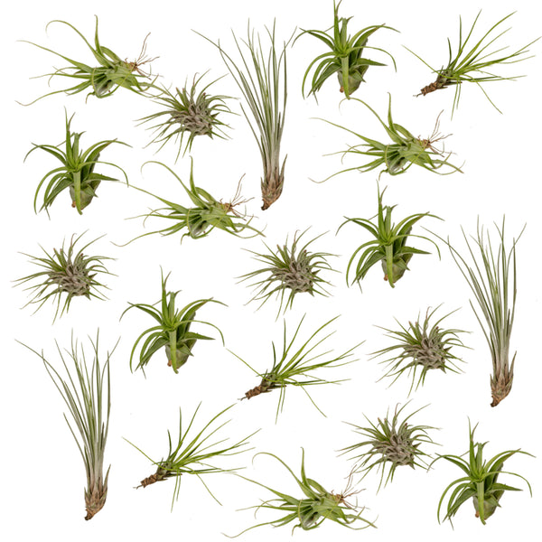 Tillandsia's (20x)