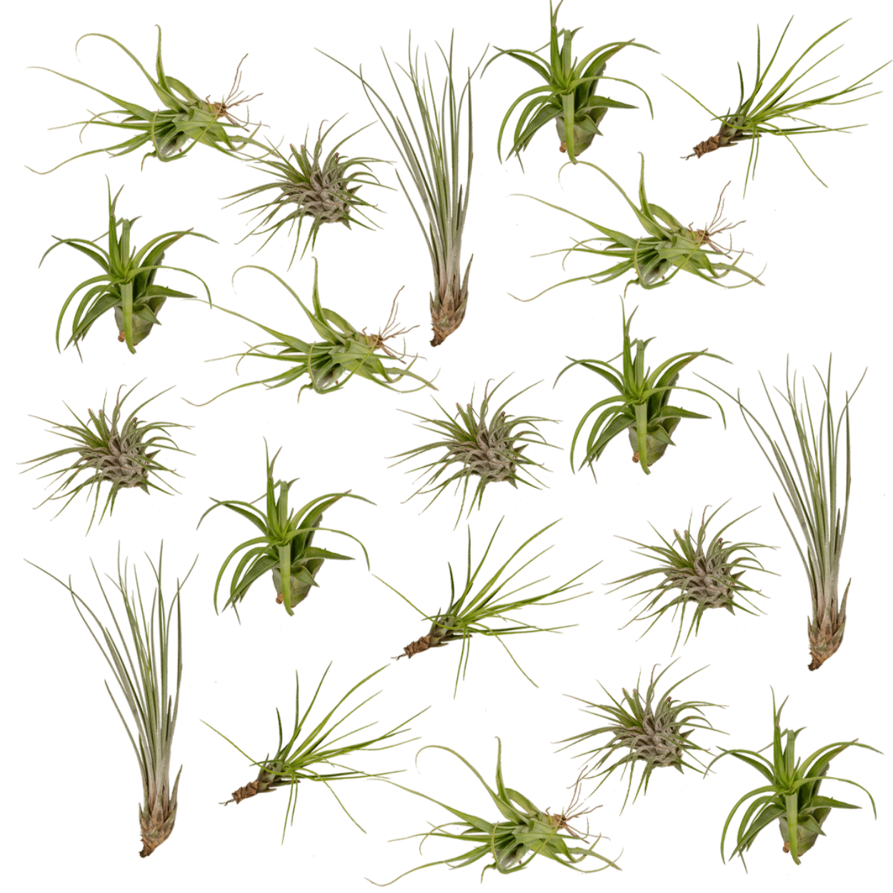 Complete set van 20 verschillende Tillandsia luchtplantjes op een witte achtergrond