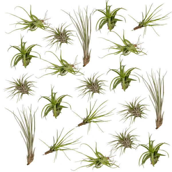 Tillandsia's (20x)