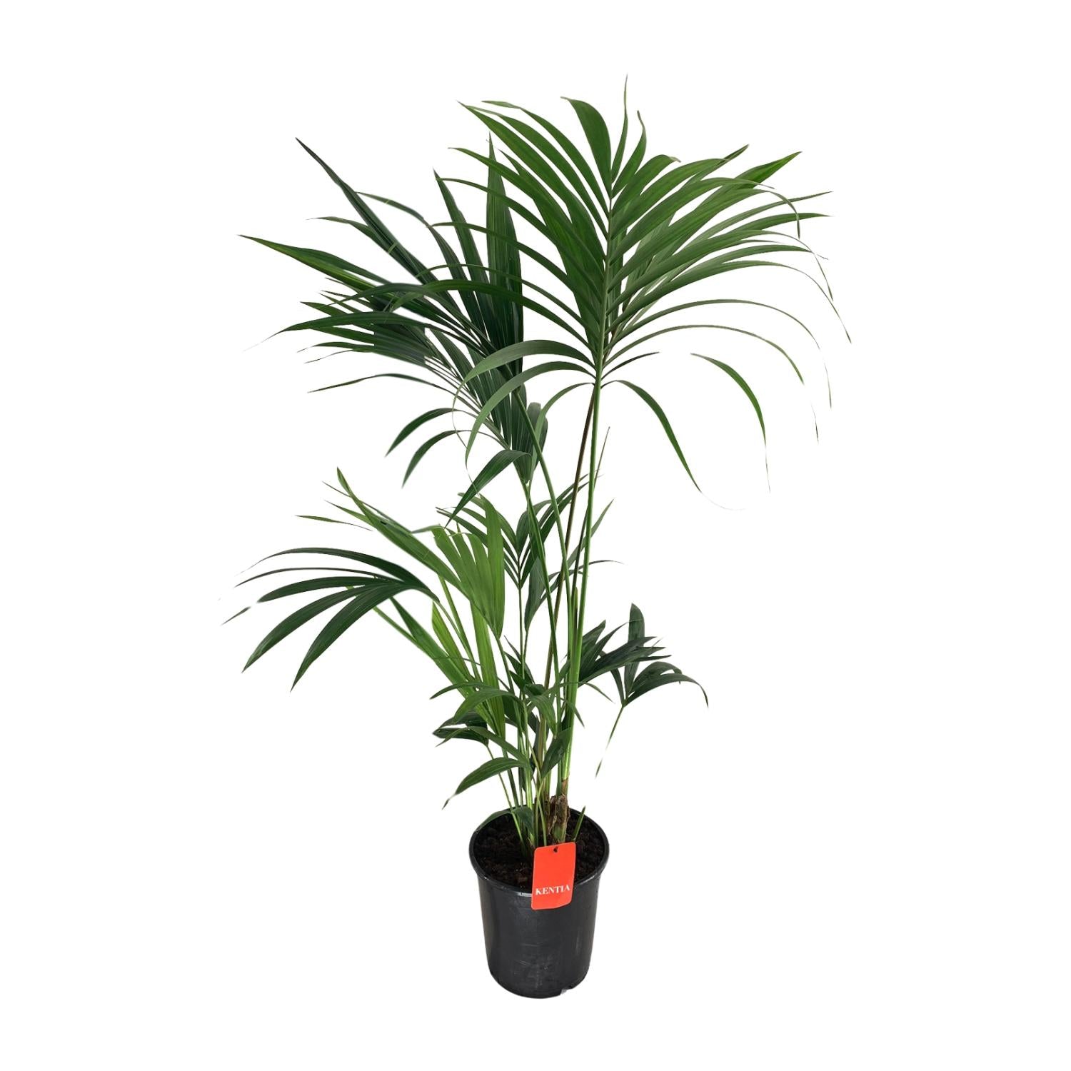 Grote tropische Kentia Palm Kai als Howea forsteriana kamerplant op een strakke witte achtergrond.