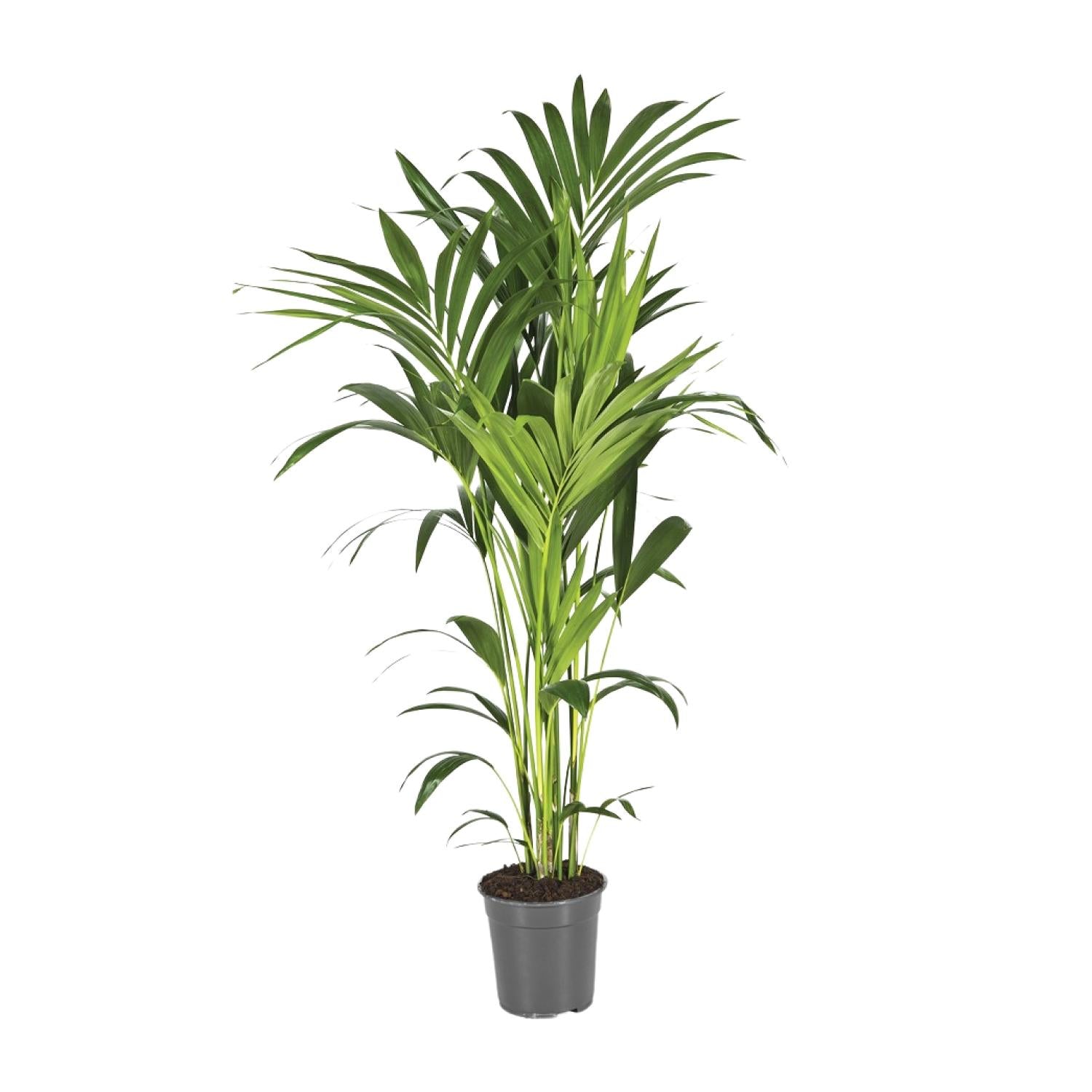 Grote Kentiapalm Kai als luchtzuiverende Howea forsteriana palm en diervriendelijke kamerplant op een strakke witte achtergrond.