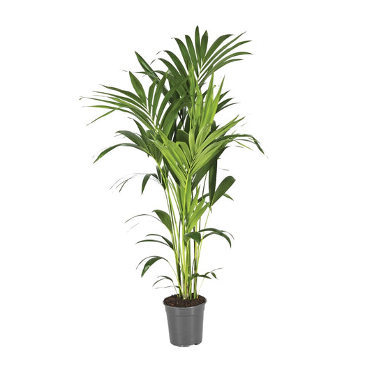 Grote Kentiapalm Kai als luchtzuiverende Howea forsteriana palm en diervriendelijke kamerplant op een strakke witte achtergrond.
