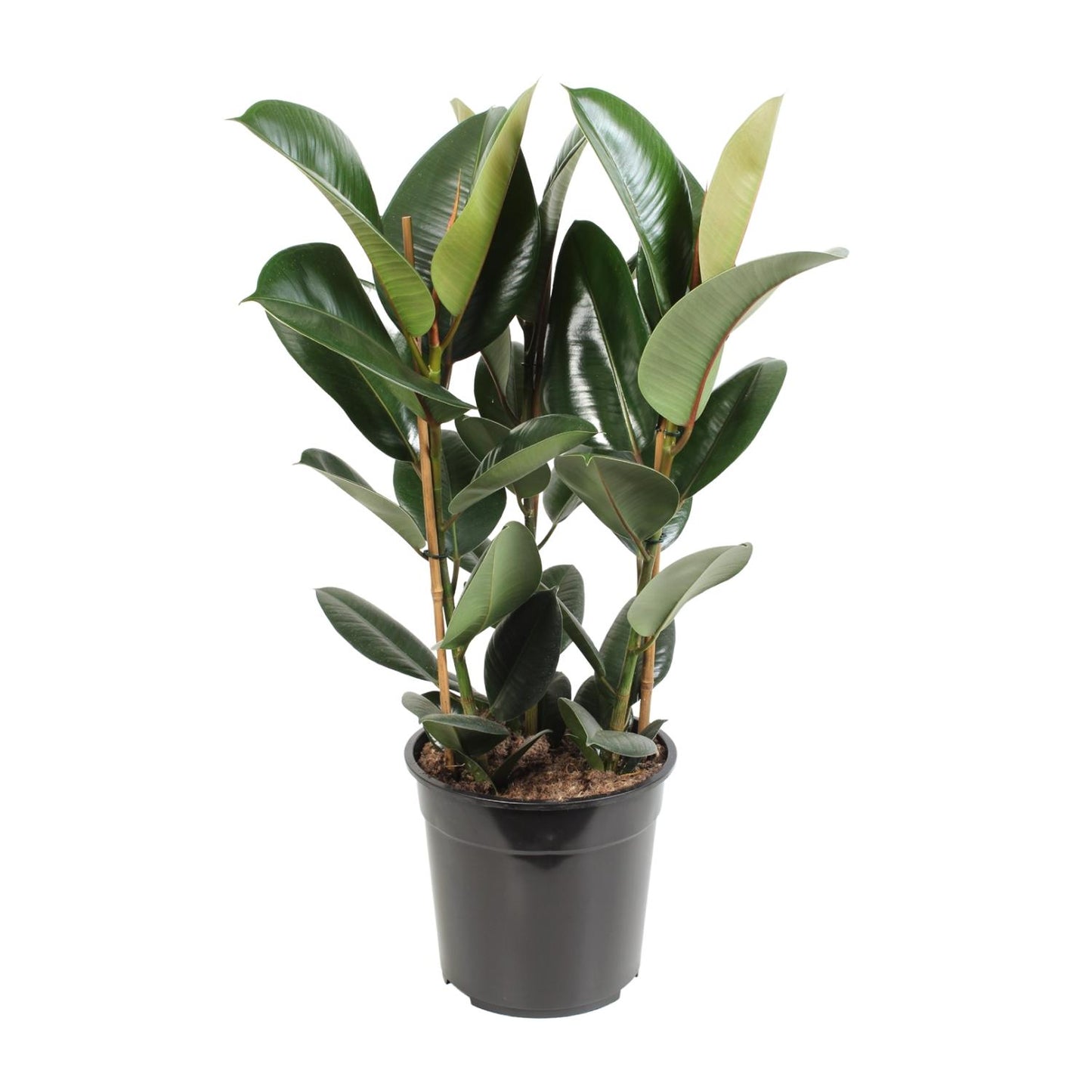 Grote Ficus elastica Robusta Truus als donkergroene rubberboom en sterke kamerplant voor de woonkamer op een strakke witte achtergrond.