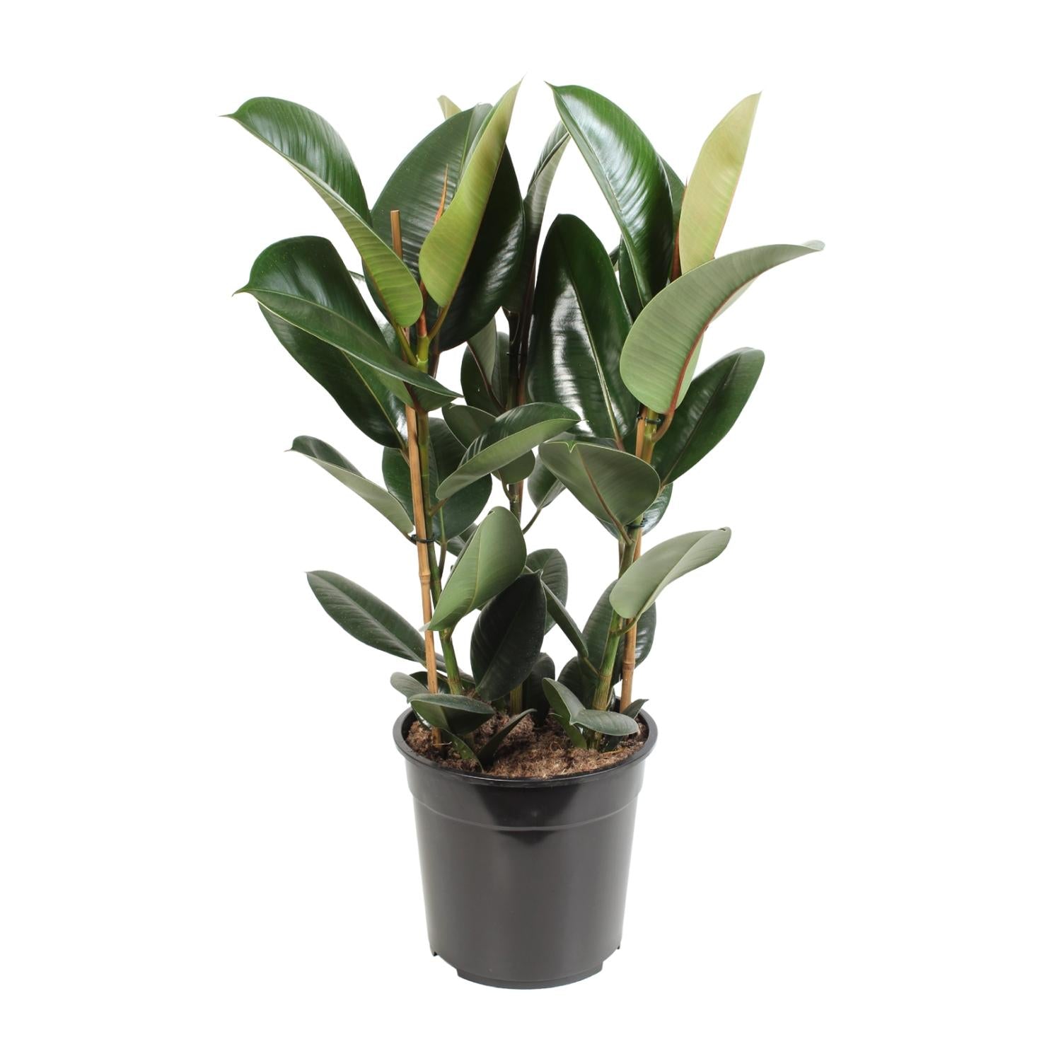 Grote Ficus elastica Robusta Truus als donkergroene rubberboom en sterke kamerplant voor de woonkamer op een strakke witte achtergrond.