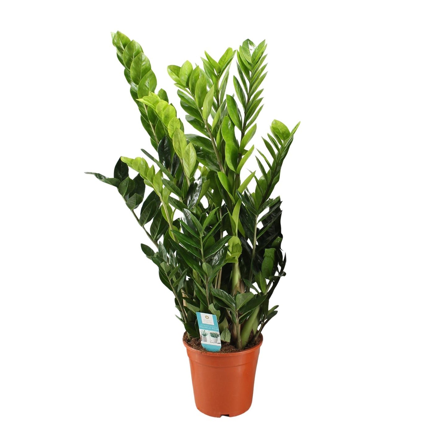 Grote Zamioculcas zamiifolia Zazu als oersterke schaduwplant en makkelijke vetplant op een strakke witte achtergrond.