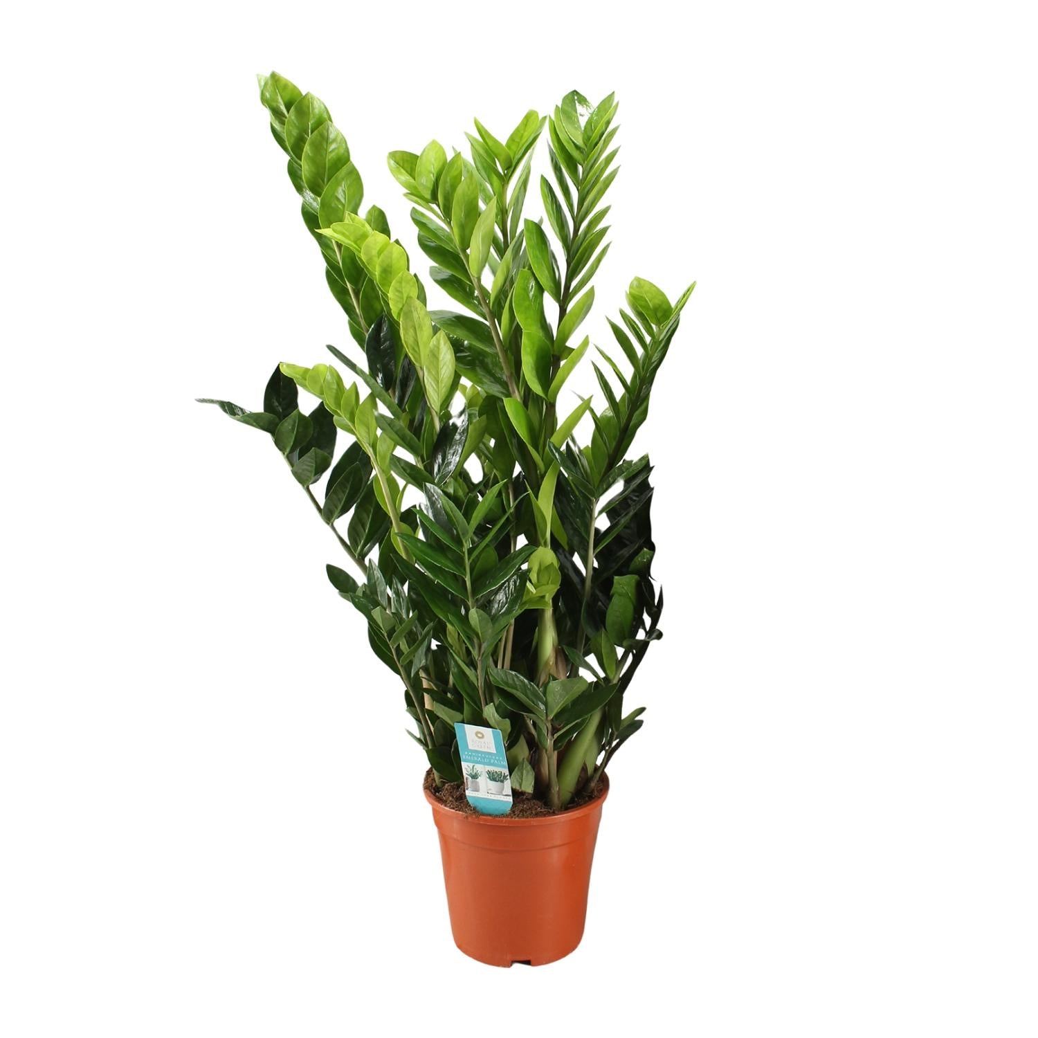 Grote Zamioculcas zamiifolia Zazu als oersterke schaduwplant en makkelijke vetplant op een strakke witte achtergrond.