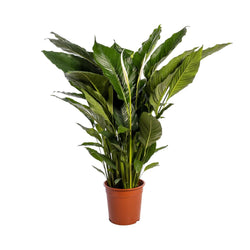 Grote XL Vredeslelie Sebastiano als Spathiphyllum Sweet Sebastiano op een witte achtergrond.