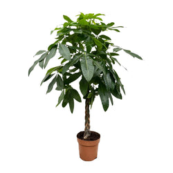 Afmetingen hoogte 180cm Pachira aquatica Pablo watercacao
