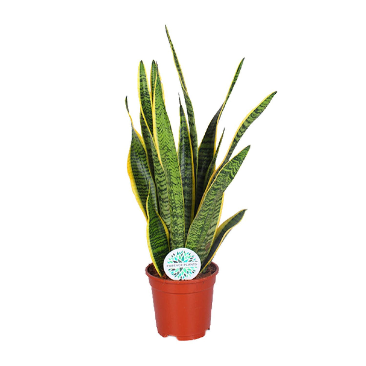 Hoge Sansevieria Laurentii Vrouwentong Laurent 60cm voor kantoor