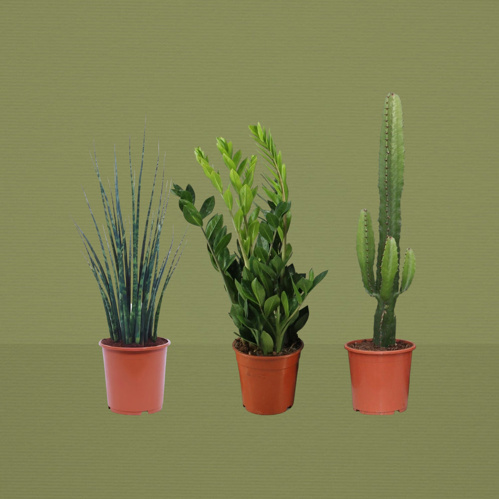 Das Survival-Kit: 3 unzerstörbare Planties