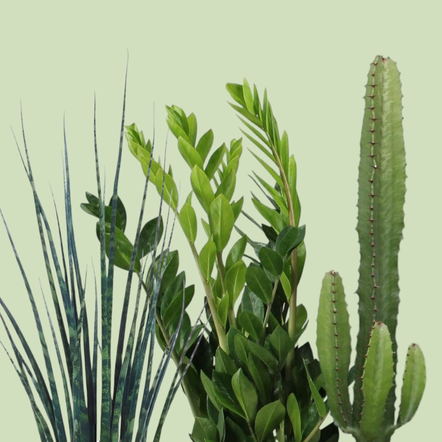 De Survival kit: 3 onverwoestbare Planties