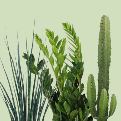 De Survival kit: 3 onverwoestbare Planties