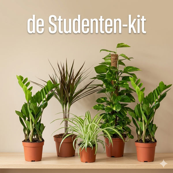De Studenten-kit: 5 plantjes die net als jij een kater écht wel overleven.