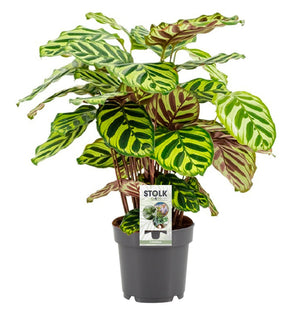 Een zorgeloze jungle