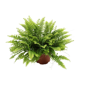 Een zorgeloze jungle