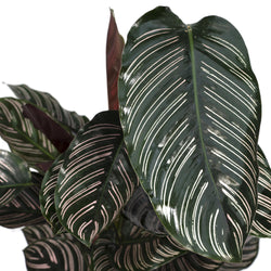 Close-up van het donkergroene blad met roze strepen van een Calathea Ornata