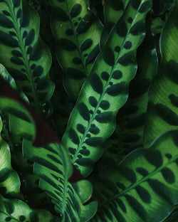 Ingezoomde foto van het blad van onze plant Calathea lancifolia bij planties