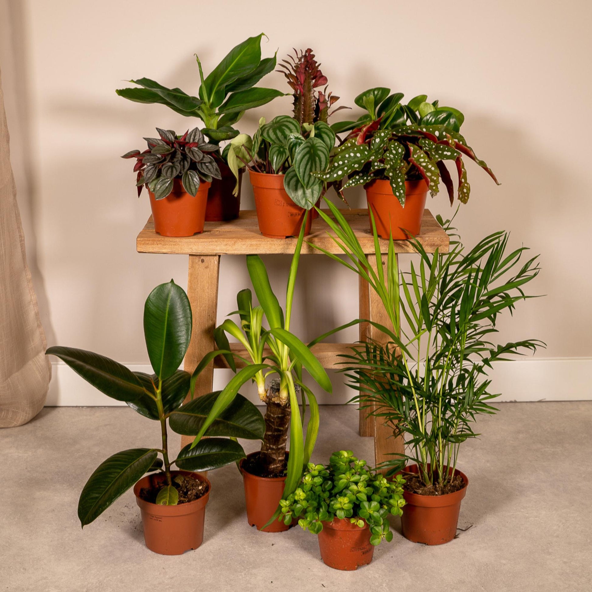 Gezellige mix van 10 kleine kamerplanten op een krukje in de woonkamer