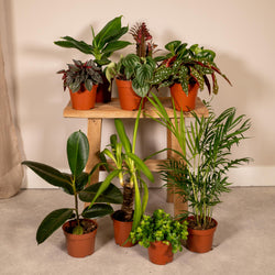Gezellige mix van 10 kleine kamerplanten op een krukje in de woonkamer