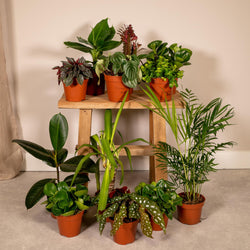 Grote verzameling van 12 kleine kamerplanten op een krukje in de woonkamer