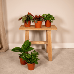 Sfeervolle mix van 5 kleine kamerplanten op een krukje in de woonkamer