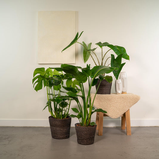 Drie grote groene kamerplanten sfeervol gestyled op een krukje in huis