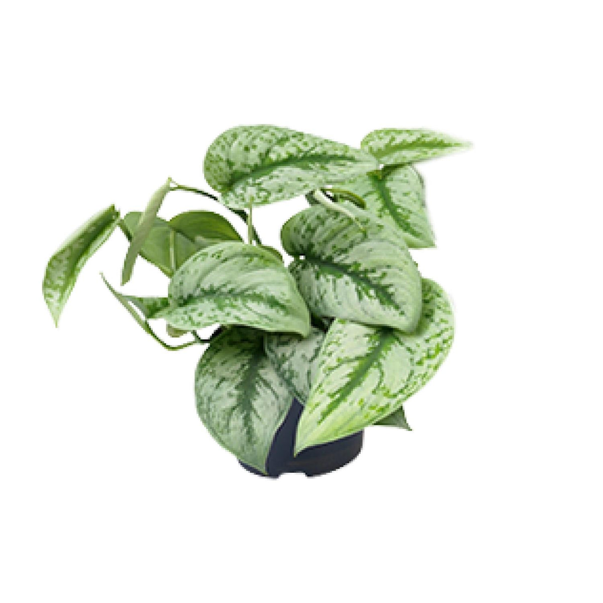 Compacte Scindapsus pictus Trebie hangplant 15cm hoog met zilveren bladpatroon