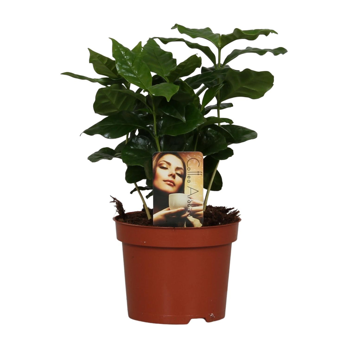 Kleine koffieplant Beanie als Coffea arabica en luchtzuiverende kamerplant op een strakke witte achtergrond.