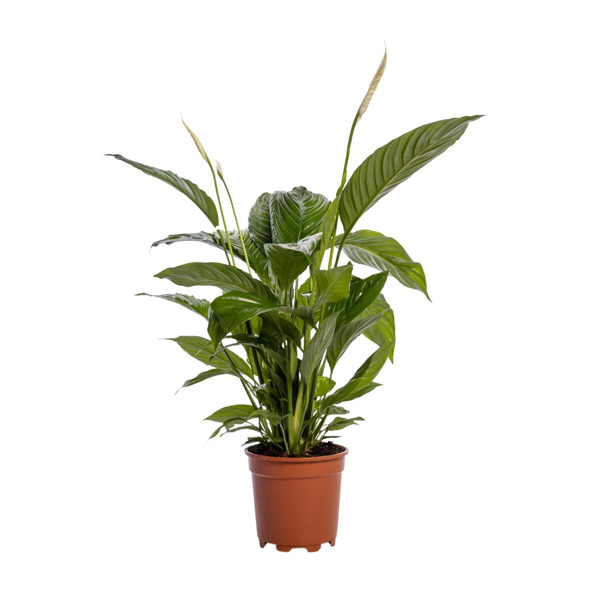 Lepelplant Cupido als Spathiphyllum Bingo Vredeslelie op een strakke witte achtergrond.